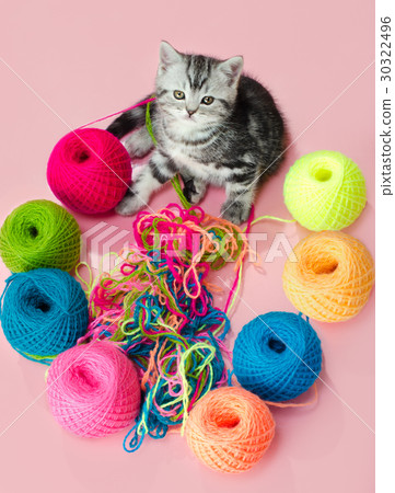kitten kitten 30322496