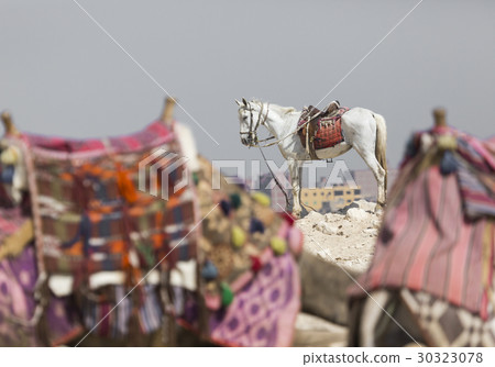 A horse stands waiting for tourist riders A horse stands waiting for tourist riders 30323078