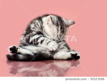 kitten kitten 30323096