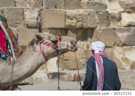 Egyptian Camel at Giza Pyramids background. 30323151