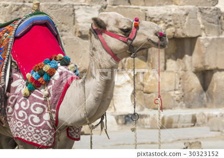 Egyptian Camel at Giza Pyramids background. 30323152