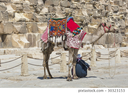 Egyptian Camel at Giza Pyramids background. 30323153