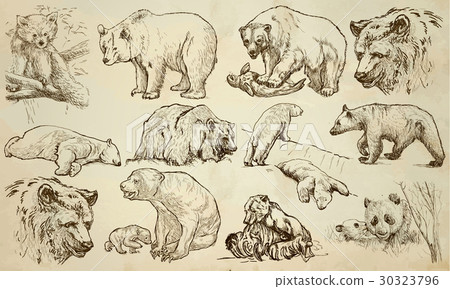 BEARS - An hand drawn vector pack, line art 30323796