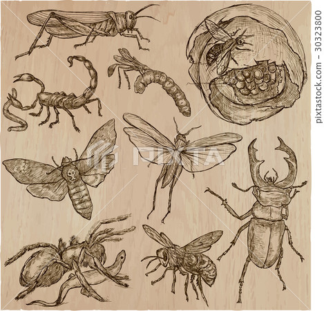 INSECT - An hand drawn vector pack, line art 30323800