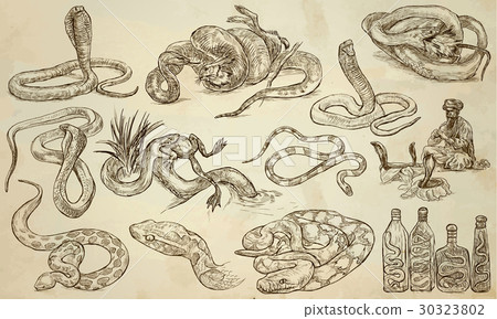 SNAKES - An hand drawn vector pack, line art SNAKES - An hand drawn vector pack, line art 30323802
