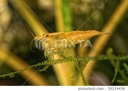 Red freshwater shrimp in aquarium Red freshwater shrimp in aquarium 30324456