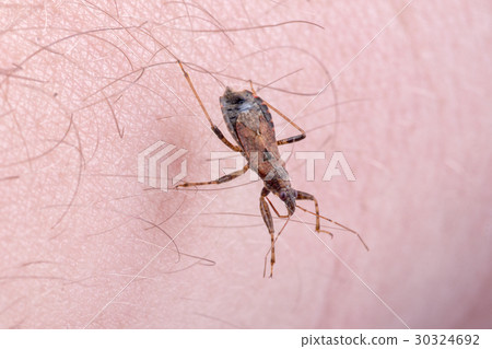 Brown kissing bug on a hand Brown kissing bug on a hand 30324692