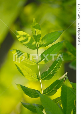 Green Leaves Background 30324783