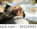 Japanese macaque 30324945