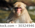 Japanese macaque 30324946