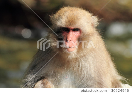 Japanese macaque Japanese macaque 30324946