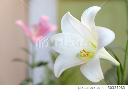 Lilies Flower Bulbs Gin Yuri Bright Tower Lilies Flower Bulbs Gin Yuri Bright Tower 30325083