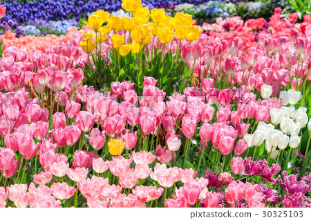 Tulip field varied variety 30325103
