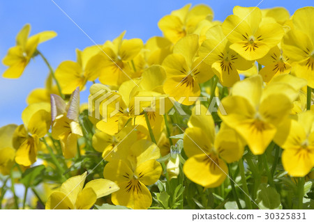 Viola Viola 30325831