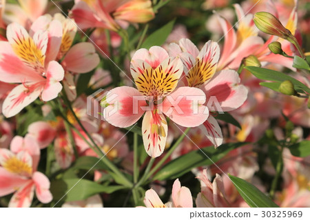 Lily of flowers 30325969