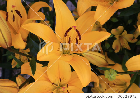 百合花 百合花 30325972