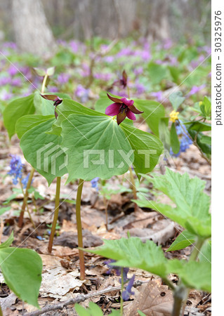 Cosima en Raisewu 30325976