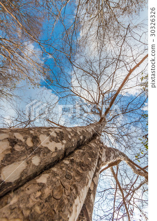Trees after fallen leaves in dry evergreen forest 30326326