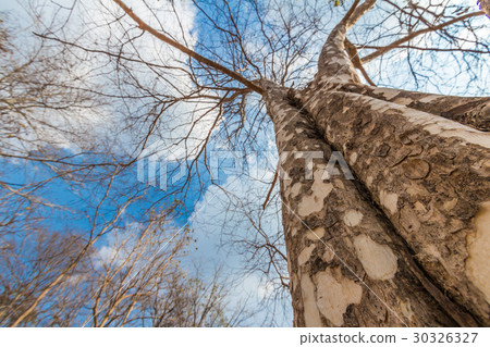 Trees after fallen leaves in dry evergreen forest Trees after fallen leaves in dry evergreen forest 30326327
