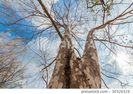 Trees after fallen leaves in dry evergreen forest Trees after fallen leaves in dry evergreen forest 30326328