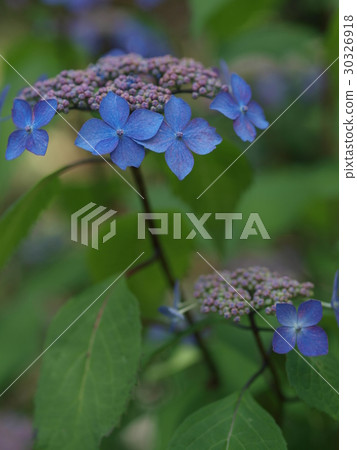 Hydrangea (flower hydrangea) flowers Hydrangea (flower hydrangea) flowers 30326918
