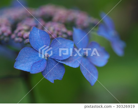 Hydrangea (flower hydrangea) flowers Hydrangea (flower hydrangea) flowers 30326919