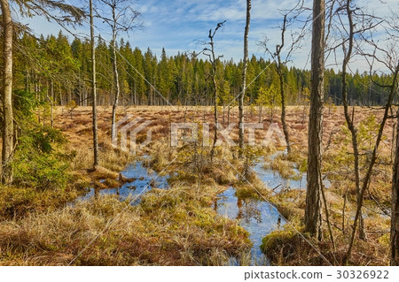 Swamps in Finland Swamps in Finland 30326922
