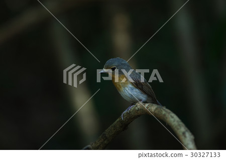 Red-throated Flycatcher on the branches Red-throated Flycatcher on the branches 30327133