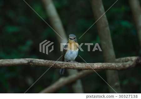 Red-throated Flycatcher on the branches Red-throated Flycatcher on the branches 30327138
