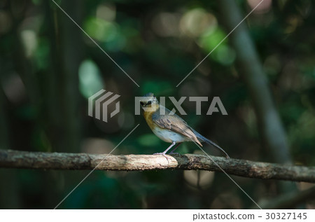 Red-throated Flycatcher on the branches Red-throated Flycatcher on the branches 30327145