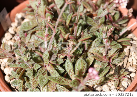 Coupleley / Crushera 30327212