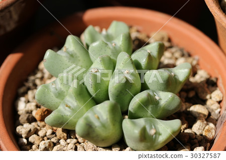 Opera Rose / Conophysum 30327587