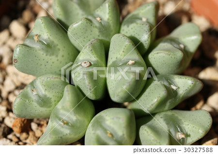 Opera Rose / Conophysum 30327588