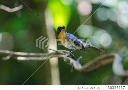 Hill Blue Flycatcher on a branch( 30327637