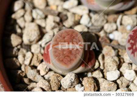 Ritopus /，頂紅 30327669