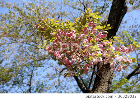 Sakura cherry blossom at Asukayama Park 30328032