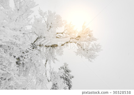 Tree covered with snow on winter storm day in forest mountains . 30328538