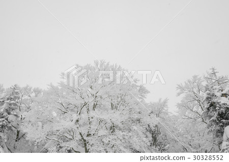 Tree covered with snow on winter storm day in forest mountains . 30328552