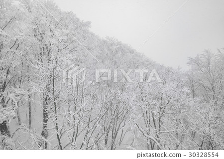 Tree covered with snow on winter storm day in forest mountains . 30328554