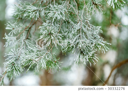 winter pine winter pine 30332276