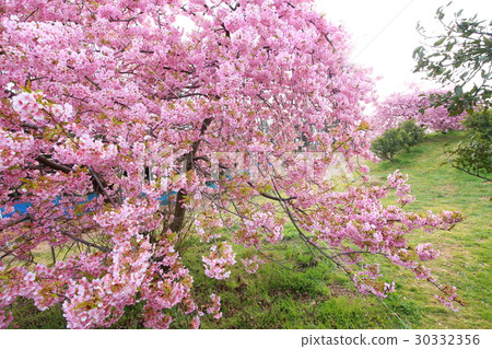 Kawazu cherry tree 30332356