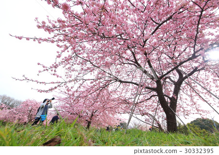 Kawazu cherry tree 30332395