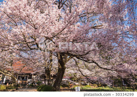 日本的三大櫻桃樹之一Yamakaku Shinyo Sakurako Cosmosakura 日本的三大櫻桃樹之一Yamakaku Shinyo Sakurako Cosmosakura 30334299
