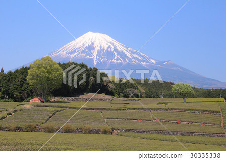 富士市富士山和茶園 富士市富士山和茶園 30335338