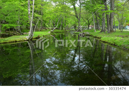 Waterside where Clinch is blooming 6 Waterside where Clinch is blooming 6 30335474