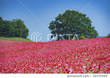 Poppies of Heaven 3 Poppies of Heaven 3 30335484