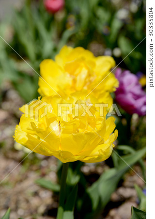 Yellow double tulip 30335804
