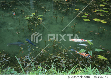 Pond of monet Pond of monet 30336147
