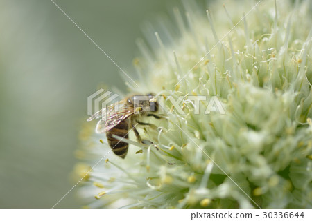 Bee and Buddha Bee and Buddha 30336644