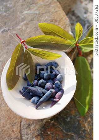 Blue berries of honeysuckle 30337263